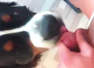 Ultra-cute and funny bestial blowjob