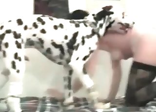 Slim Dalmatian enjoys a nice doggy sex