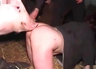 Pig fucks her small wet twat