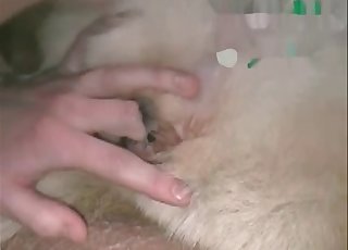 Super-steamy sheep is being fucked hard