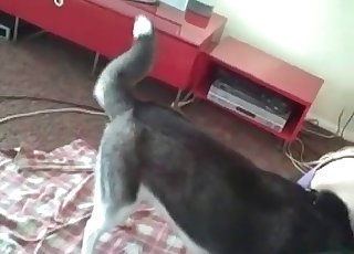 Black dog is licking her vagina