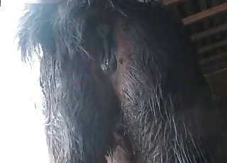 Dude punishing his animal's hole