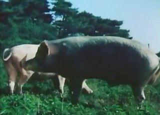 돼지는 강아지 스타일로 하면 엄청 착해