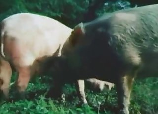 Grise er fucking søde i doggy style