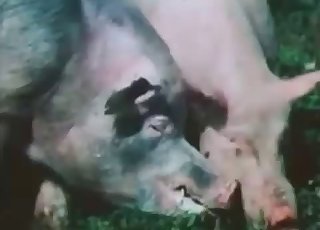 Prasata jsou v doggy style zatraceně hezká