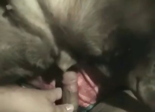 Fat zoophile ramming dog's pussy