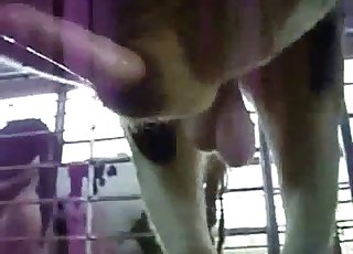 Hành động tuyệt vời với một con gà trống khổng lồ