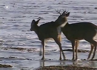 Two deer fucking hard outdoors