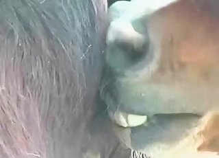 Sexy black mule is peeing in barn