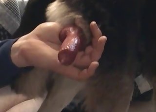 Sucking doggy dick with passion