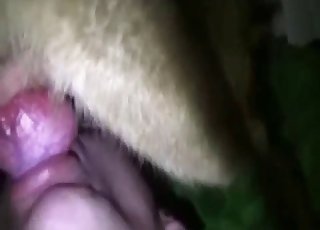 極度骯髒的業餘人獸交 XXX