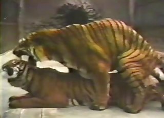 Cute tigers having passionate bestiality sex