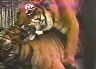 Cute tigers having passionate bestiality sex