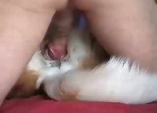 Slowly sticking a huge dick in doggy
