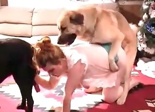 Muhteşem köpek sulu vajinasını seviyor