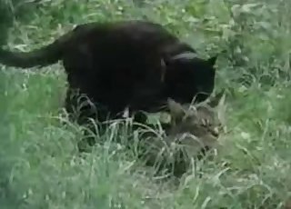 Kitty enjoying hardcore sex in the grass