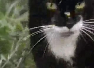 Kitty enjoying hardcore sex in the grass
