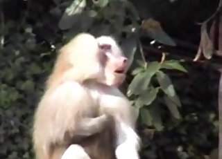 Small monkey jerks a dick on camera