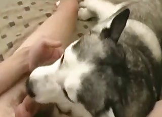 Dụ dỗ thú cưng của mình bằng cái của quý dày của mình