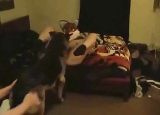 Dog enjoy hardcore fucking on cam