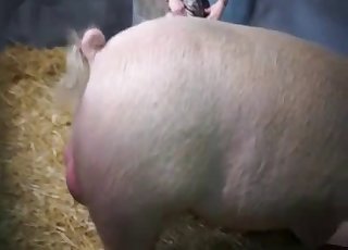 Stockings-clad chick is about to get wrecked