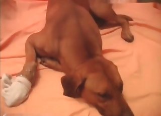 Sad-looking doggo in a hot vid