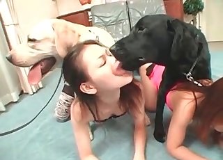 Sweet chick and dog having nice sex