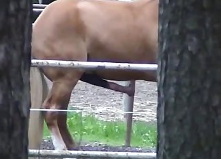Horse showing off its massive boner