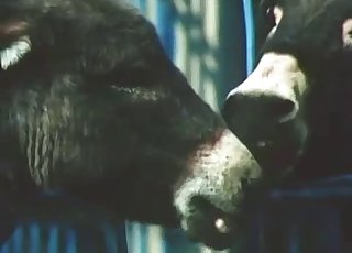 Close-up action, fantastic bestiality