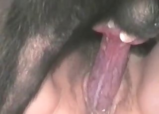 Black animal licks her wide-opened vagina