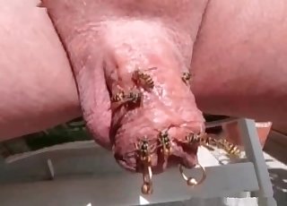 Bees stinging this deformed cock