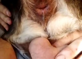 Owner stick a dildo in his animal ass
