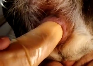 Owner stick a dildo in his animal ass