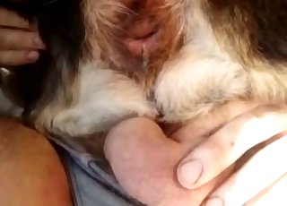 Owner stick a dildo in his animal ass