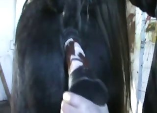 Awesome and nasty stallion sex game