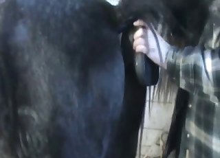 Awesome and nasty stallion sex game
