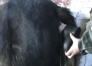 خوفناک اور گندی گھوڑے کا جنسی کھیل