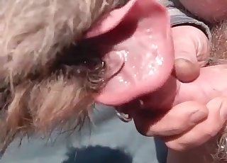 Doggy is licking my pierced dick so freaking sexy