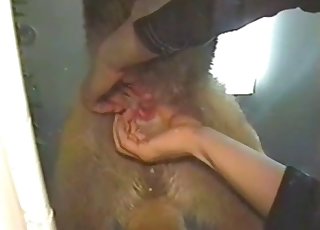 Dude shows this beast's genitals