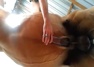 Staring at horse cock from below