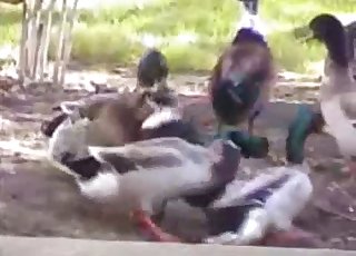 Ducks take sexual violence to the next level