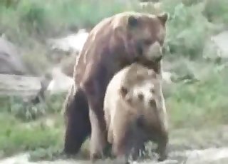 Sexy bear banging his mate outdoors