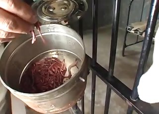 Asian chick in captivity eating worms