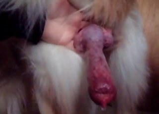 Dog's lovely red cock in the spotlight