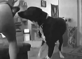 Den hund sætter pris på store numser
