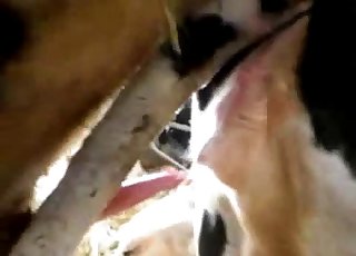 Two sexy cows are trying to bang