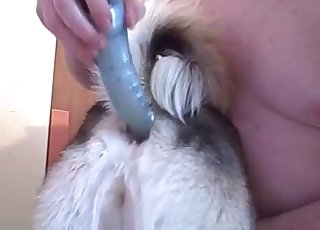 Stimulating tight anus of a sexy doggy