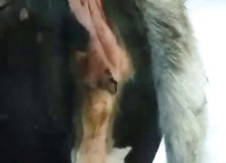 Bull fucks a nice cow from behind