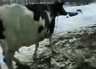 Bull fucks a nice cow from behind