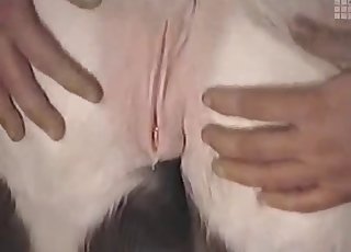 Seksowne zwierzę z farmy wygląda tak kusząco